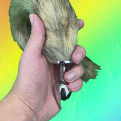 Video: Foxy Tail